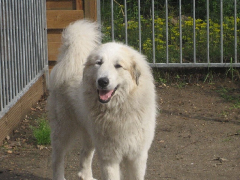 Ilione du champ d'ours